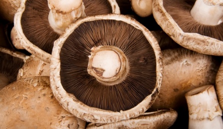 Photo of mushroom caps. 